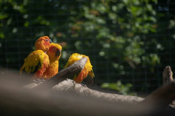 Tahta Bir Surfac Üzerinde Güzel Sarı Papağanlar — Stok fotoğraf