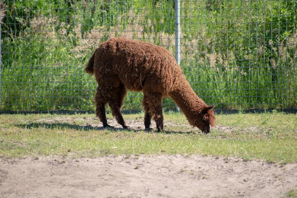 Una Alpaca Marrón Pastando Una Jaula Del Zoológico — Foto de Stock