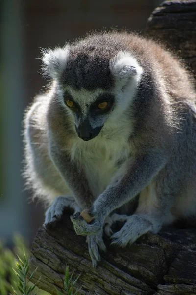 Sebuah Closeup Vertikal Lemur Ekor Cincin Duduk Kayu — Stok Foto