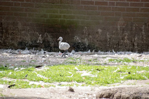 Flamingo Branco Bebê Grama Coberta Por Penas Brancas Fundo Uma — Fotografia de Stock