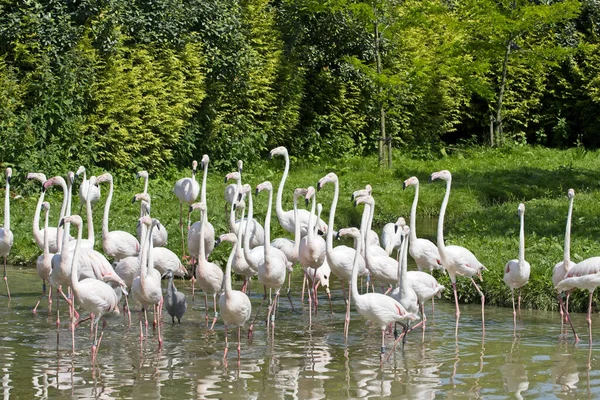 Eine Gruppe Von Flamingos Spaziert Einem Sonnigen Tag Durch Die — Stockfoto