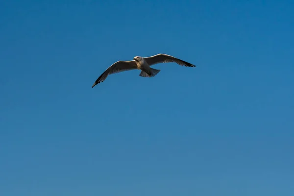 Pájaro Gaviota Con Alas Abiertas Volando Cielo Azul — Foto de Stock