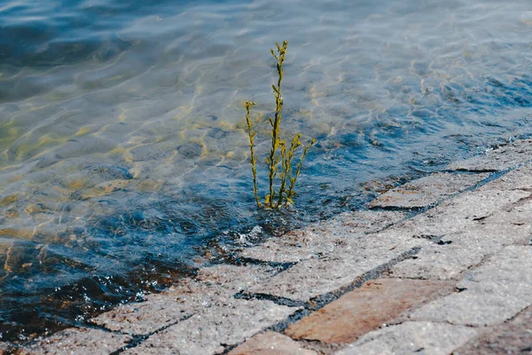 Uma Grama Cresceu Pavimento Concreto Lago Constança Konstanz Alemanha — Fotografia de Stock