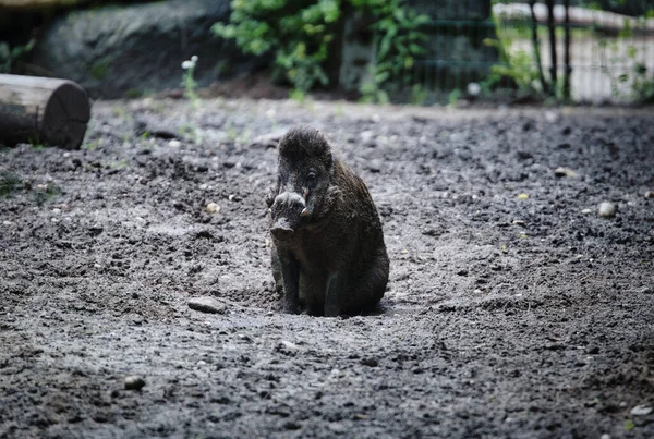 Een Close Schot Van Een Visayaanse Wrattenzwijn Staand Grond — Stockfoto