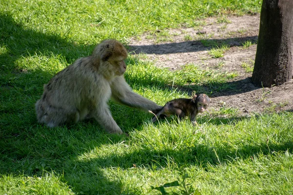 Bir Barbar Makakka Macaca Sylvanus Bebeği Parktaki Çimlerde Oynuyor — Stok fotoğraf
