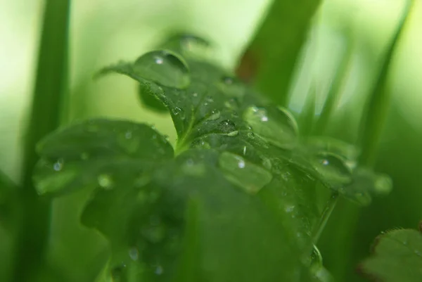 Zbliżenie Wizerunek Wielkich Zielonych Liści Małymi Przezroczystymi Kroplami Wody Nich — Zdjęcie stockowe
