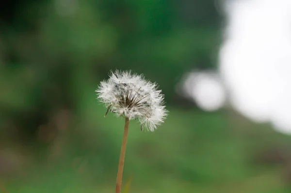 Gros Plan Pissenlit Sur Fond Flou — Photo