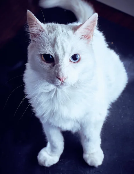Svislý Záběr Bílé Kočky Rozmazaném Pozadí — Stock fotografie