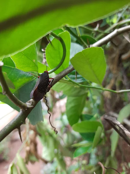 Soft Focus Black Plant Hopper Plant Stem Garden — Stock Photo, Image