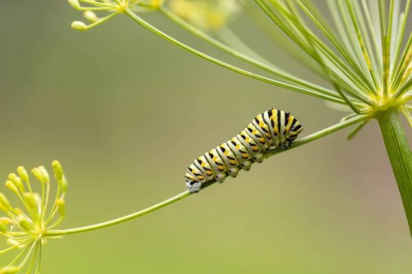 Tiro Seletivo Foco Uma Lagarta Uma Haste Fina Flor Sob — Fotografia de Stock