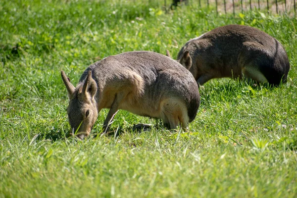 Eine Schöne Aufnahme Von Chacoan Maras Dolichotis Salinicola Auf Dem — Stockfoto