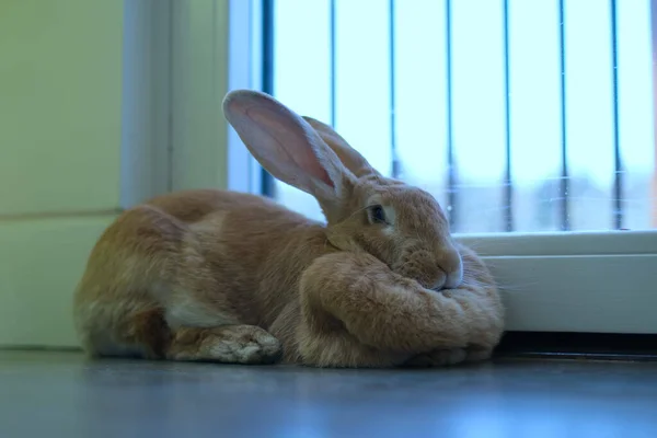 Gros Plan Mignon Lapin Brun Couché Sur Sol — Photo