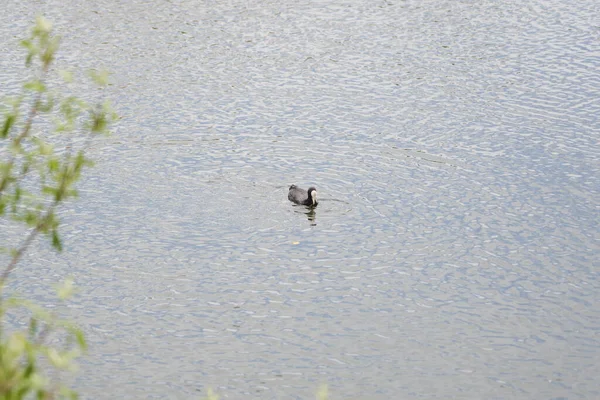 Pato Nadando Relaxado Uma Lagoa — Fotografia de Stock