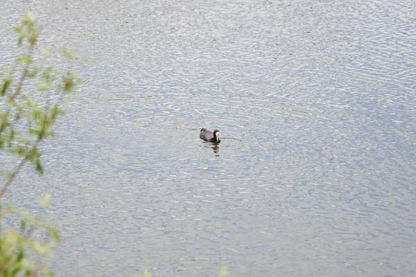 Canard Nageant Détendu Dans Étang — Photo