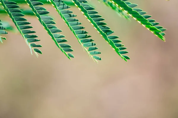 Close Das Folhas Verdes Folheto Sobre Fundo Desfocado — Fotografia de Stock