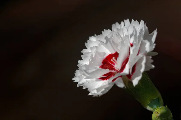 Bahçede Büyüyen Çok Güzel Bir Dianthus Çiçeğinin Yakın Çekimi — Stok fotoğraf