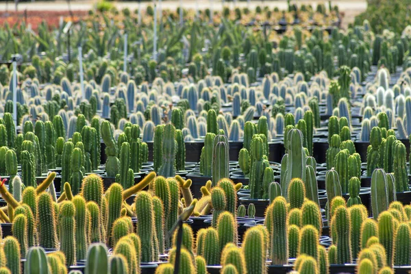 Gros Plan Rangées Plantes Cactus Dans Jardin Botanique — Photo