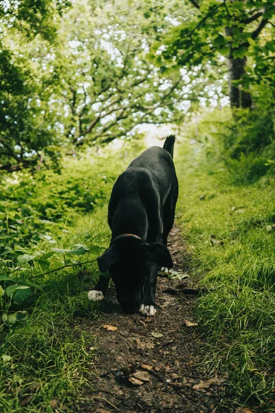 Gyönyörű Kilátás Nyílik Növényekre Fákra Egy Fekete Labrador Sétál Mellettük — Stock Fotó