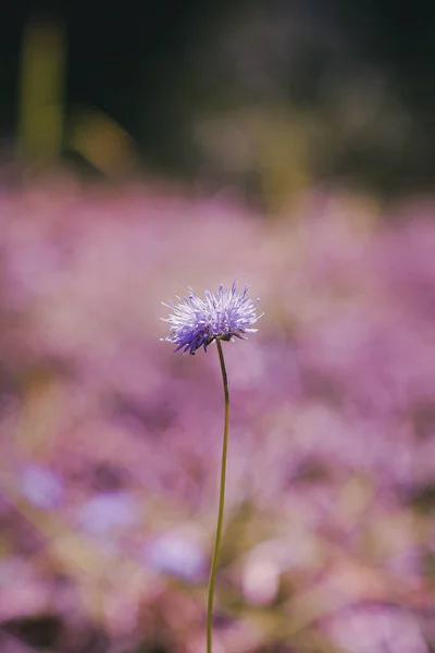 Μια Επιλεκτική Εστίαση Ενός Μοβ Λουλουδιού — Φωτογραφία Αρχείου