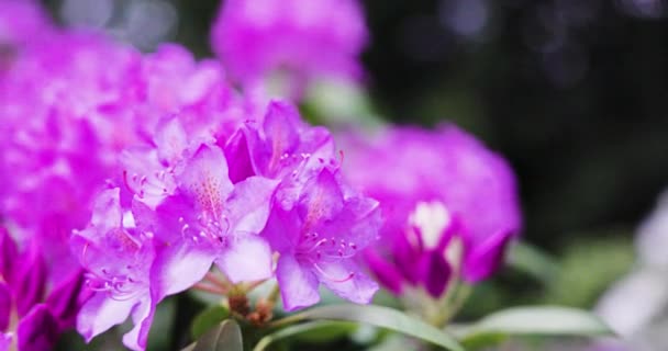 Beautiful Botanical Shot Natural Wallpaper — Stock Video