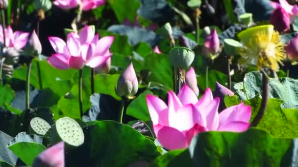 Hermosa Flor Loto Jardín — Vídeos de Stock