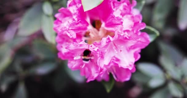 Gyönyörű Rózsaszín Virágok Kertben — Stock videók