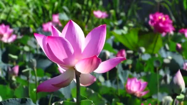 Bahçedeki Güzel Pembe Nilüfer Çiçeği — Stok video