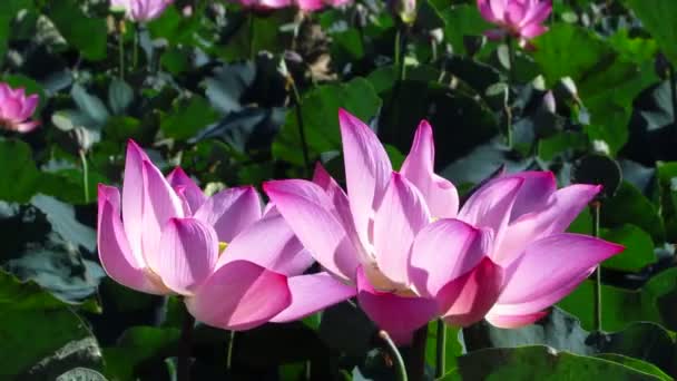 Όμορφο Ροζ Λουλούδι Λωτού Στον Κήπο — Αρχείο Βίντεο