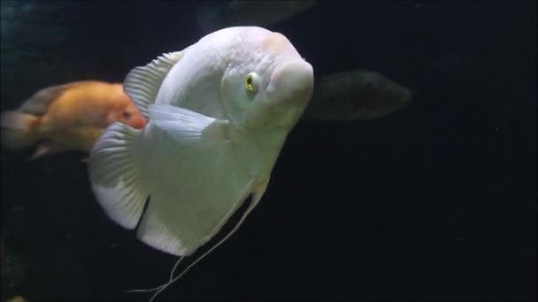 Belo Peixe Gourami Gigante — Vídeo de Stock