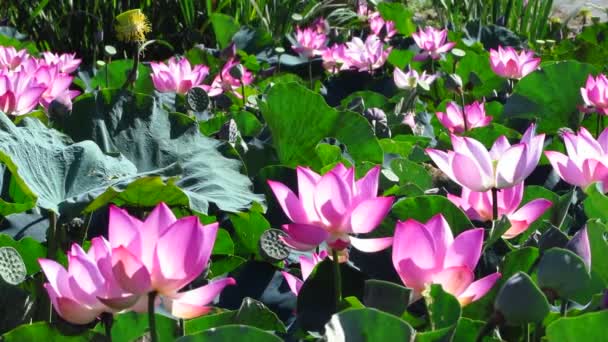 Schöne Rosa Blumen Garten — Stockvideo