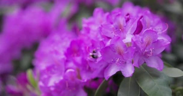 Gyönyörű Lila Virágok Kertben — Stock videók