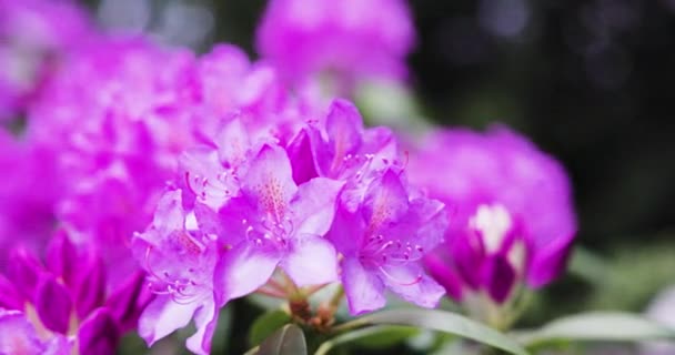 Gyönyörű Virágok Virágos Koncepció Háttér — Stock videók