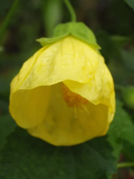 Крупним Планом Красива Abutilon Pitcairnense Одиночна Жовта Квітка Саду — стокове фото