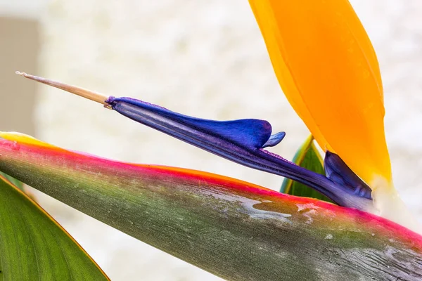 Close Strelitzia — Fotografia de Stock