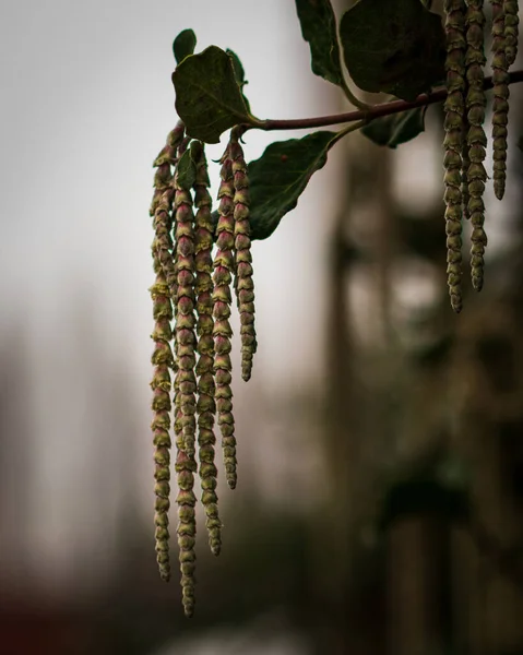 Närbild Björkgrenarna Med Blad — Stockfoto