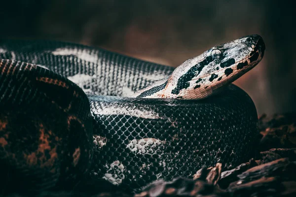 Egy Szelektív Fókuszfelvétel Egy Kígyóról Aminek Feje Reflektorfénybe Került — Stock Fotó