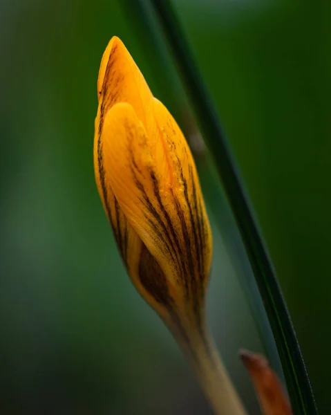 緑の背景に黄色の塊茎の芽のクローズアップ — ストック写真