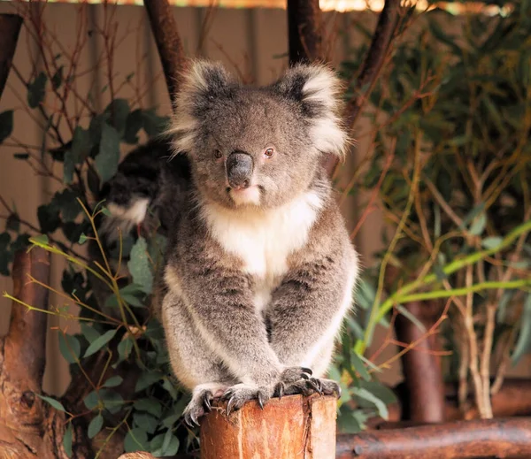 Uma Foto Close Koala Bonito Zoológico — Fotografia de Stock
