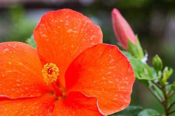 明るい美しいハイビスカスの花 — ストック写真