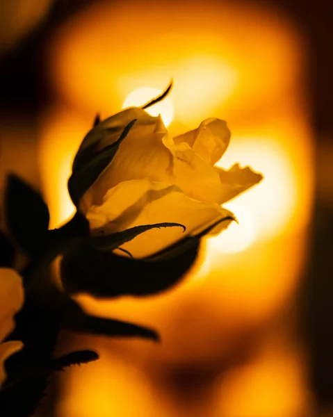 Zbliżenie Ujęcie Żółtego Kwiatu Róży Zachodem Słońca Tle — Zdjęcie stockowe