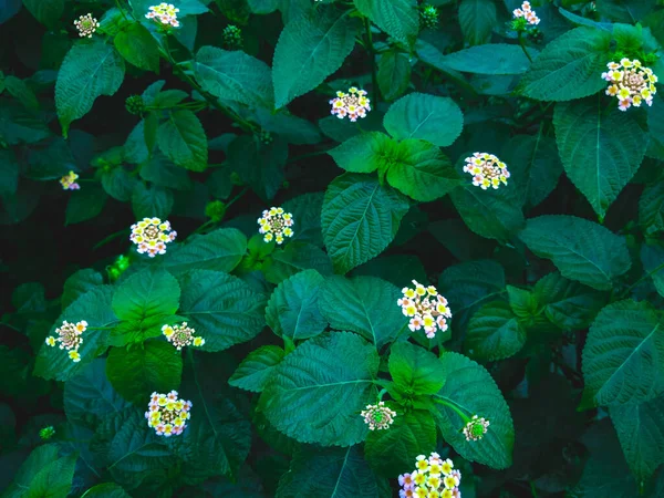 Ένα Επιλεκτικό Πλάνο Εστίασης Του Λουλουδιού Lantana — Φωτογραφία Αρχείου