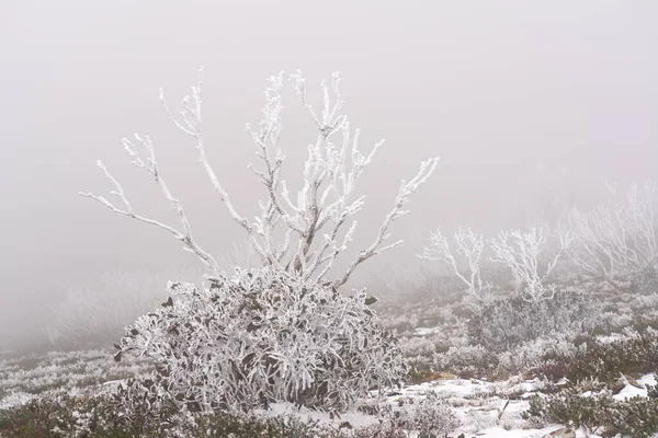 澳大利亚维多利亚州霍瑟姆山美丽的风景 — 图库照片