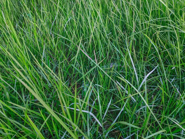Grass Wind — Stock Photo, Image