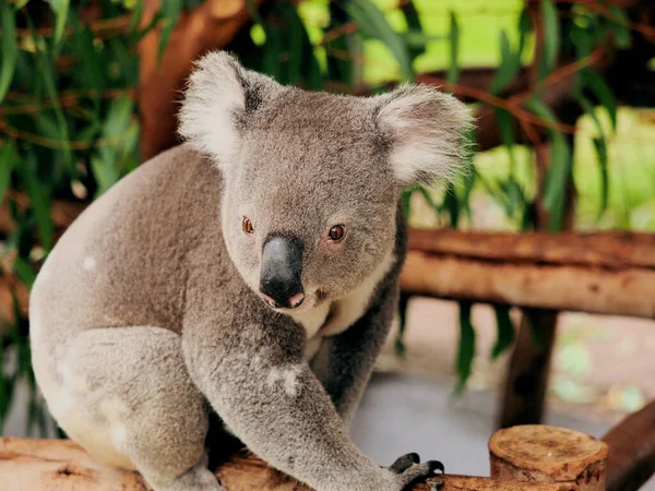 Hayvanat Bahçesindeki Sevimli Bir Koala Nın Yakın Plan Fotoğrafı — Stok fotoğraf