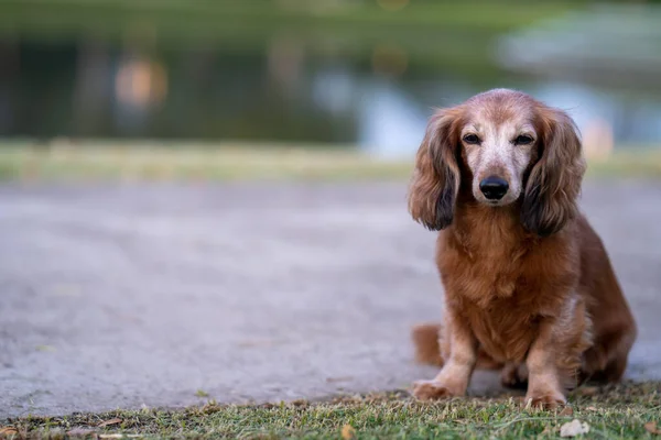 庭に草の上に座っているダックスフント犬の浅い焦点 — ストック写真