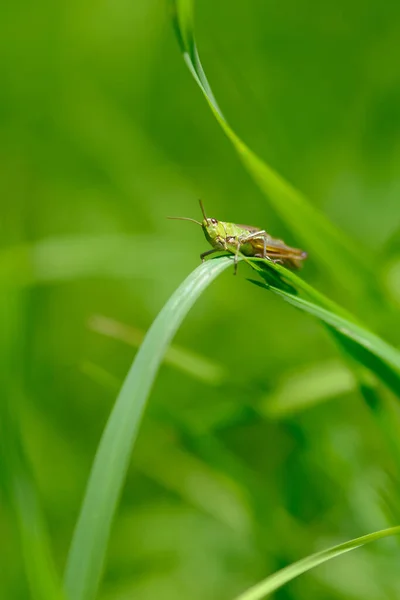 Eine Vertikale Aufnahme Einer Libelle Auf Grünem Gras Einem Grünen — Stockfoto