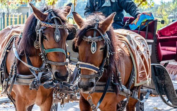 在波斯尼亚和黑塞哥维那 两匹漂亮的棕色马牵着一辆马车 — 图库照片