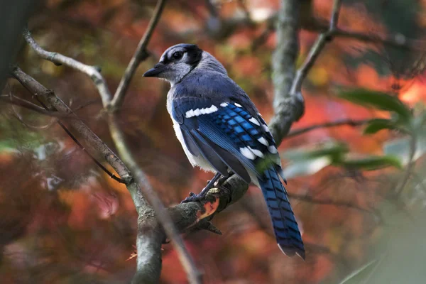 Mise Point Sélective Geai Bleu Perché Sur Une Branche Arbre — Photo