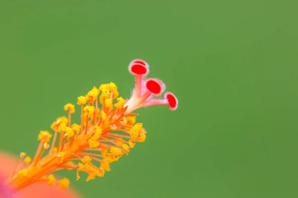 Closeup Shot Hibiscus — Stock Photo, Image