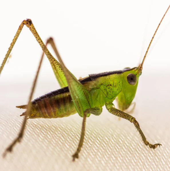 Primo Piano Grillo Verde — Foto Stock